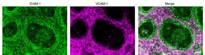 Abbildung Tedford et al Abbildung Tedford et al